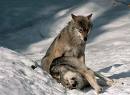 LOUPS